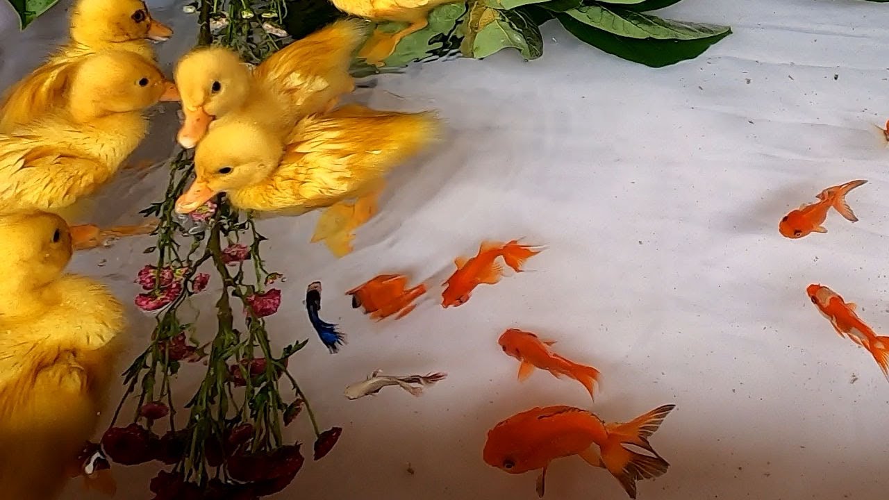 Baby Ducks Ducklings Oscar Fish Halfmoon Betta Goldfish Koi Carp Fish