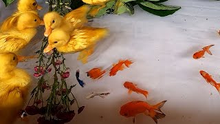 Baby Ducks Ducklings Oscar Fish Halfmoon Betta Goldfish Koi Carp Fish Catfish Cute animals Videos