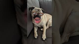 bongo cha cha cha#shorts#fyp#funnyvideo#viral#lucu#trending