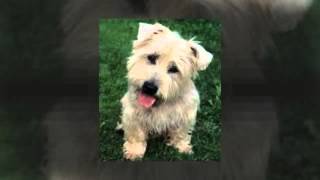 Gleen of Imaal Terrier Temperament by Carmen Montes 335 views 9 years ago 45 seconds