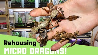 REHOUSING MY SATANIC LEAF TAILED GECKOS (Uroplatus phantasticus)