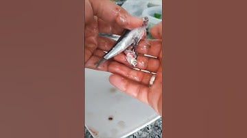 📍HAMSİ NASIL TEMİZLENİR 🐟🦈🐠 #reklamdeğil #kesfet #hamsi #hamsitava #balık #fish