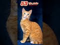 Ojos Azules The Stunning Blue Eyed Feline EP53