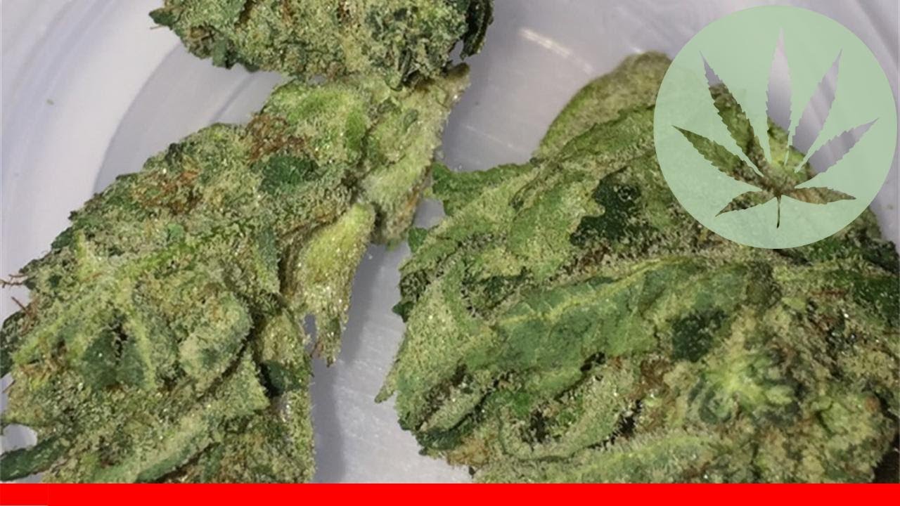 Jet Fuel - All About This Strain