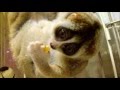 Slow Loris Eating Corn