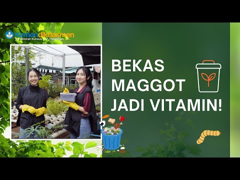 Mengolah Bekas Magot Jadi Sumber Vitamin Tanaman
