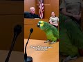 #shorts #funny #parrot #courtroomdrama #viralclip #comedyshorts