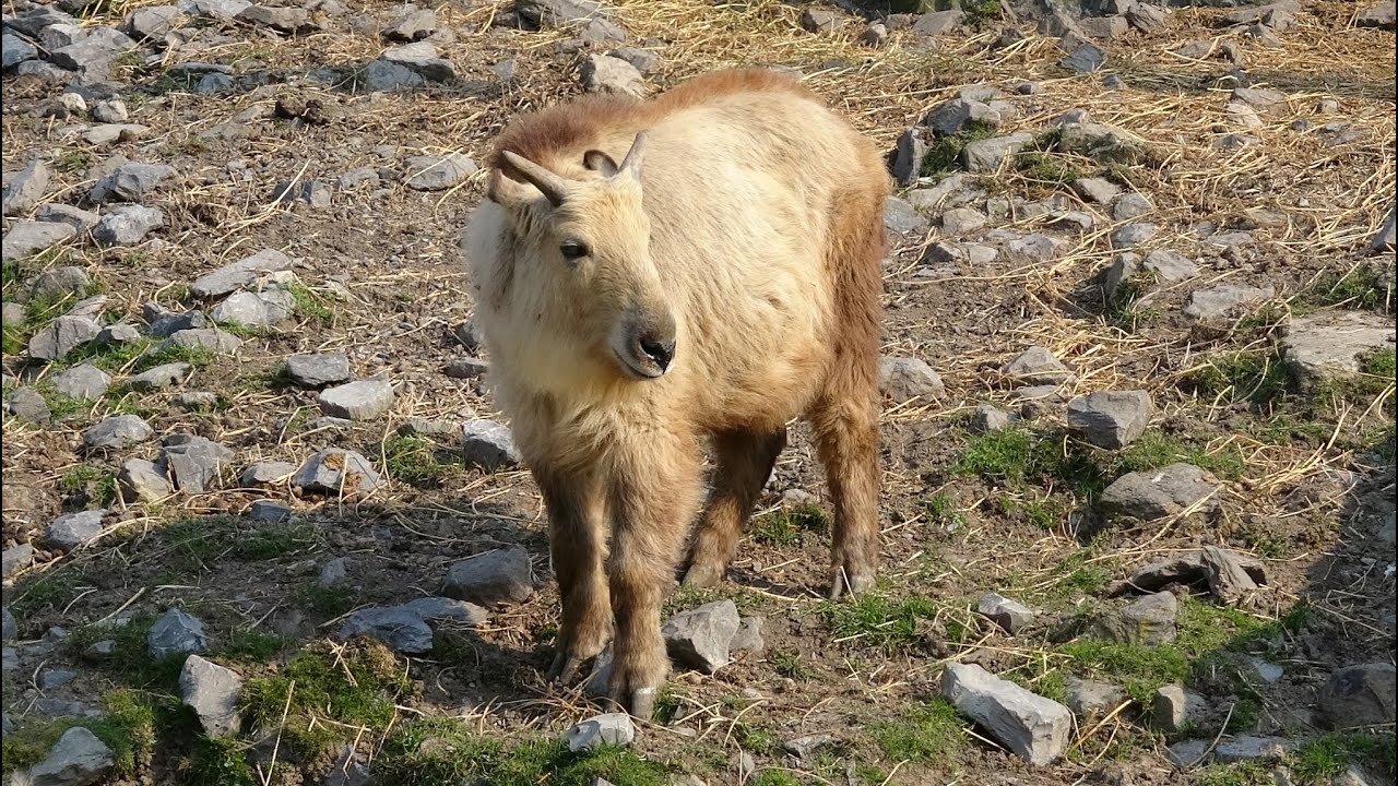 Pairi Daiza Gouden Takin 2022