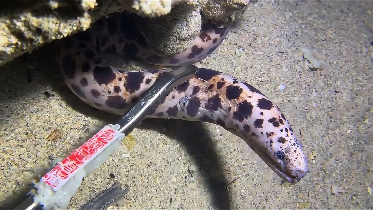 Live 🟢 –Underwater Monsters Appear - Thrilling Catch Moments！🦀🌊#diving  #fishing #hunting #shorts