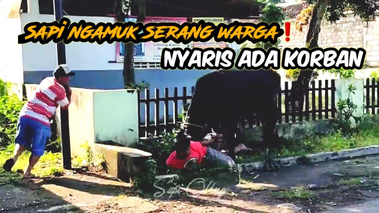 Sapi ngamuk serang warga ❗️nyaris ada korban