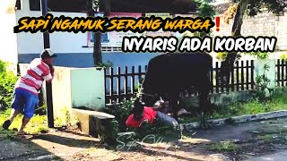 Sapi ngamuk serang warga ❗️nyaris ada korban