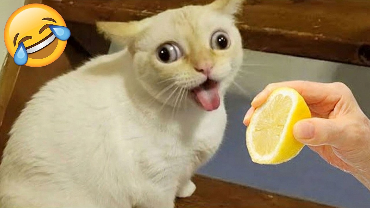 Кто смеется, тот проигрывает 😜 Самые смешные кошки и собаки 2026 года 😼🐶 Часть 2