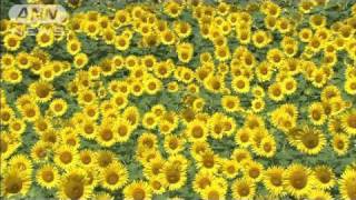 猛暑のなか60万本のヒマワリが満開　山梨・北杜市（10/08/07）