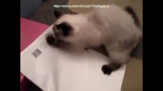 милый котенок бегает по глянцевой тетрадке милый котенок бегает по глянцевой тетрадке