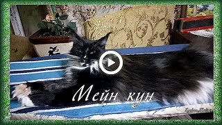 Мейн кун, моя кошка Мейн кун, моя кошка