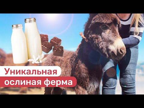 Уникальная ослиная ферма появилась в Ставропольском крае