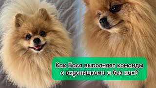 Как Бася выполняет команды с вкусняшками и без них?