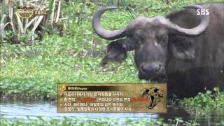 정글의법칙 The law of the Jungle 131004 #2(1)