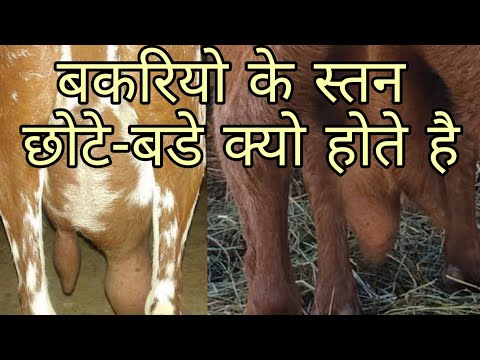 वीडियो: बकरी का दूध इतना मोटा क्यों होता है?