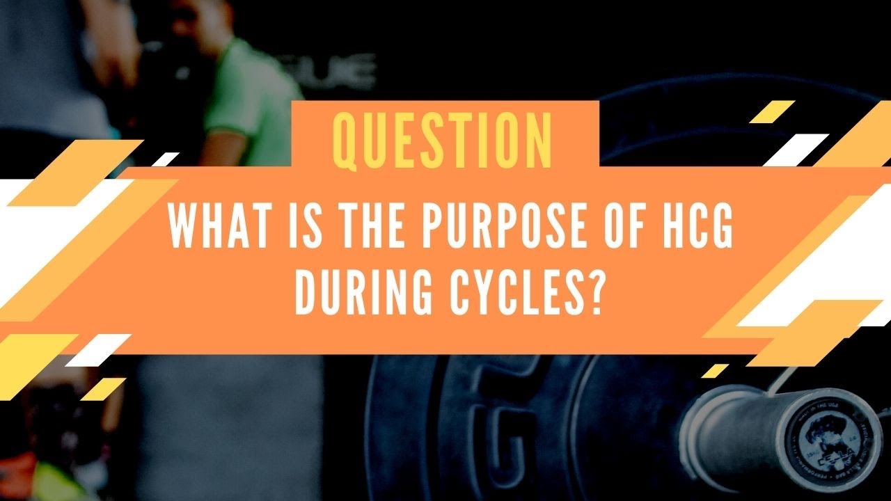 ANABOLICS UNIT 4 WHAT IS THE PURPOSE OF HCG DURING CYCLES ? - YouTube