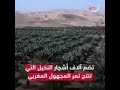 بوروك تافيلالت المستوطنة الإسرائيلية في وسط المغرب