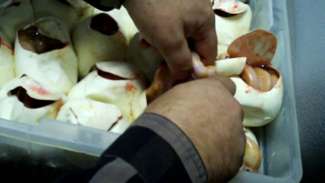 snowpiercer Two headed retic!