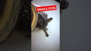 Inspecting Slimy Snails Under Microscope