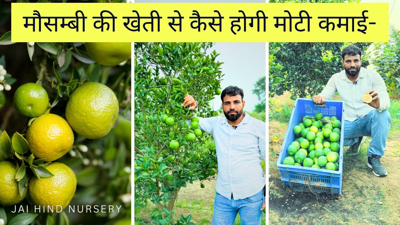 मौसम्बी की खेती से कैसे होगी मोटी कमाई, इन किस्मों को लगाकर 4 साल पैसे ही पैसे… 🍊🍊🍊 #jhn