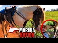 ANDANDO NO CAVALO MANGALARGA/ MARCHA BATIDA🐎 #compartilha #quarentena