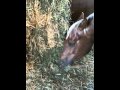 Types of hay for horse - Alfalfa, Rye, Oat - Rick Gore Horsemanship