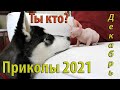 ЛУЧШИЕ ПРИКОЛЫ ДЕКАБРЬ 2021| 10 МИНУТ СМЕХА ДО СЛЕЗ| tik tok|тик ток| инстаграм| Лучшие приколы 2021