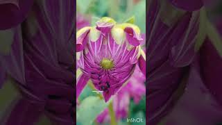 sweet flowers 🌹🌹#tendingshorts #reelsindian #purnima #flowers #purnimamallicka-zvlog #contencreator