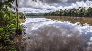 Bolivian Amazon Rainforest Daytime Thunderstorm  - Live