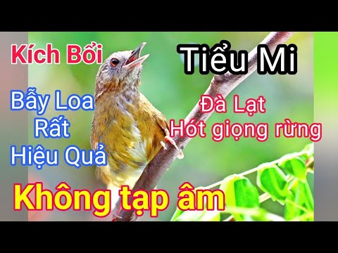 Tiếng chim tiểu mi hót | Tiểu mi mồi | tiếng tiểu mi trống hót kích bổi - youtube