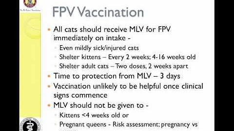 Managing Feline Panleukopenia in a Shelter - Vaccination