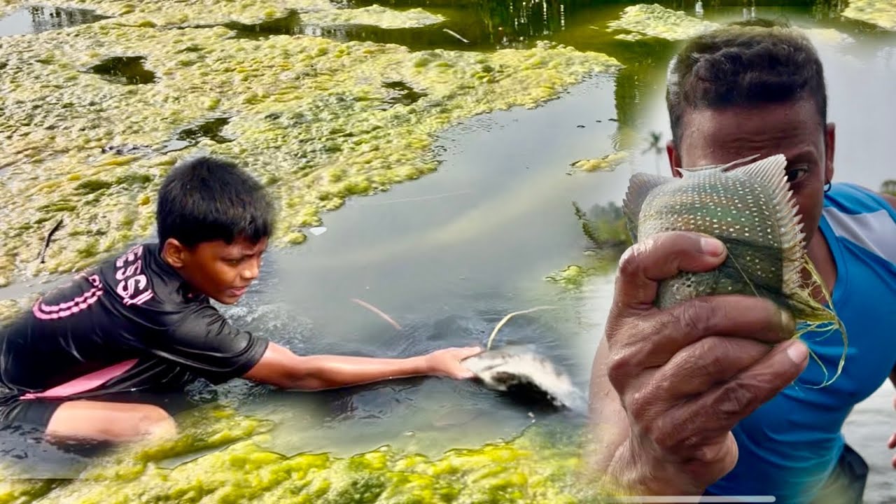 ഈ പായലിനടിയിൽ മുഴുവൻ മീനുകളാണ്. .