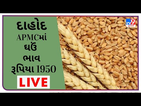 દાહોદ  APMCમાં ઘઉંના મહત્તમ ભાવ રૂપિયા. 1950 રહ્યા, જાણો જુદા જુદા પાકના ભાવ |TV9 news