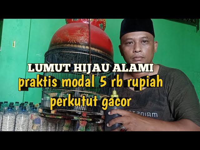 Praktis&Mudah bikin perkutut Gacor cukup modal 5 ribu dan lumut alami class=