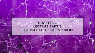 Biological Psychology, Chapter 2: The Neuron Doctrine and Prototypical Neuron by Dr. Kuhle