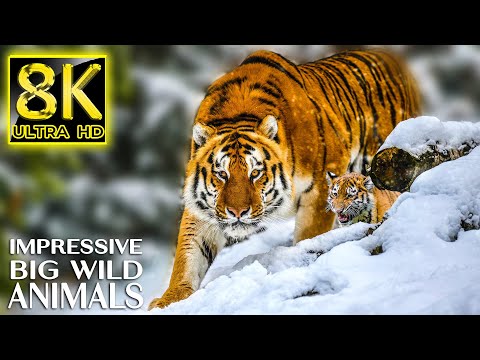 Impressive Big Wild Animals The Beauty of Animal Life with Relaxing Music