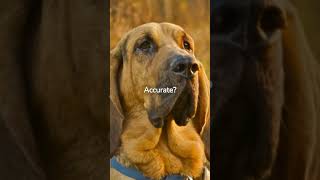 Did you know Bloodhounds are among the oldest dog breeds? #shorts