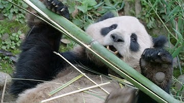 Pandas Are Coming to the San Diego Zoo
