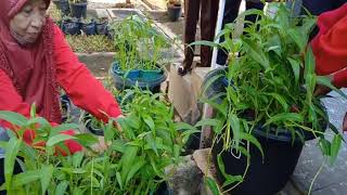 INOVASI MASA DEPAN DENGAN AKUAPONIK WUJUDKAN ADIWIYATA MANDIRI SMPN1NGADIROJO WONOGIRI JAWA TENGAH