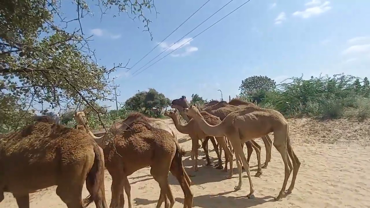 Camel watering at pond 