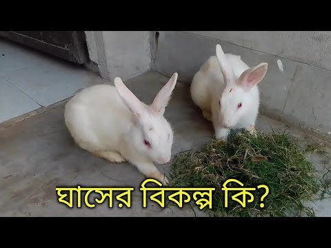 ভিডিও: খরগোশ কি কেল খায়?