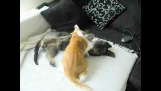 Dachshund Bonny Katze Buffy 2011 Lustig