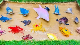 Muddy Adventure For Kids Rescuing Ocean Animals From The Mud Dolphin, Shark, Octopus