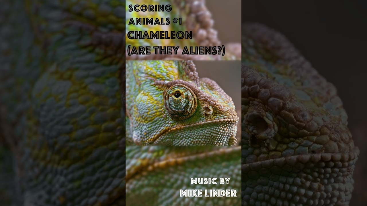 Chameleons, are they aliens? Scoring Animals 1