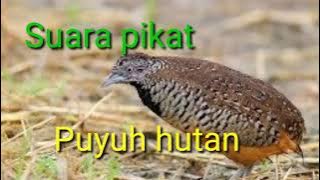 Suara pikat puyuh hutan