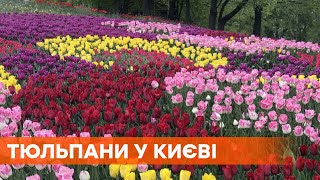 На Певческом поле высадили 700 тыс. цветов 30-ти сортов